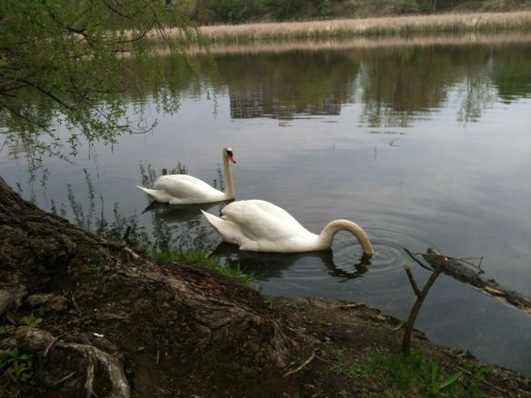 swans