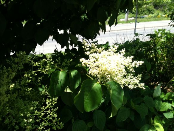 Japanese Tree Lilac