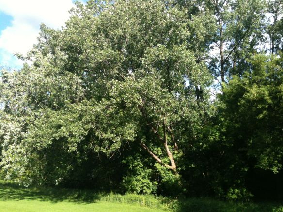 poplars in the wind