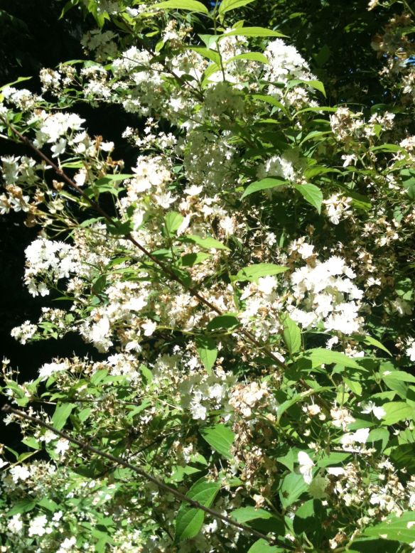 spirea