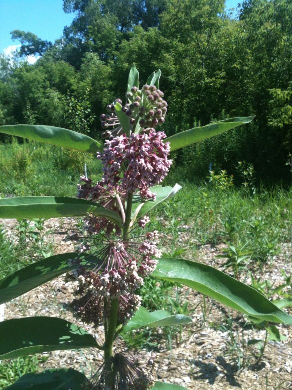 milkweed
