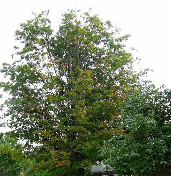 SAMSUNG DIGITAL CAMERA