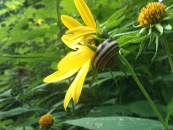 snail on yellow daisy