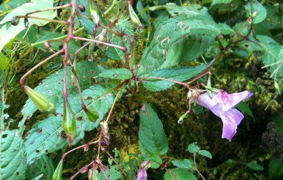 This photo is obviously not of the yellow flower, but is the same shape.
