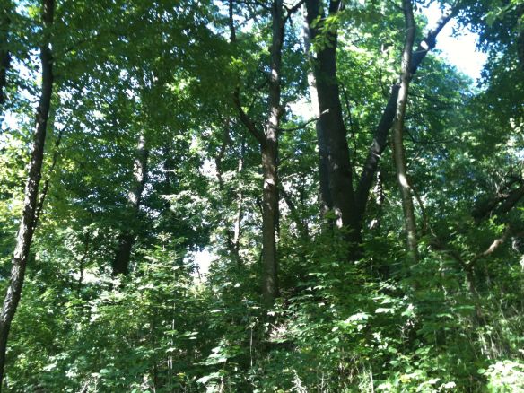 woods sunny mid SEpt