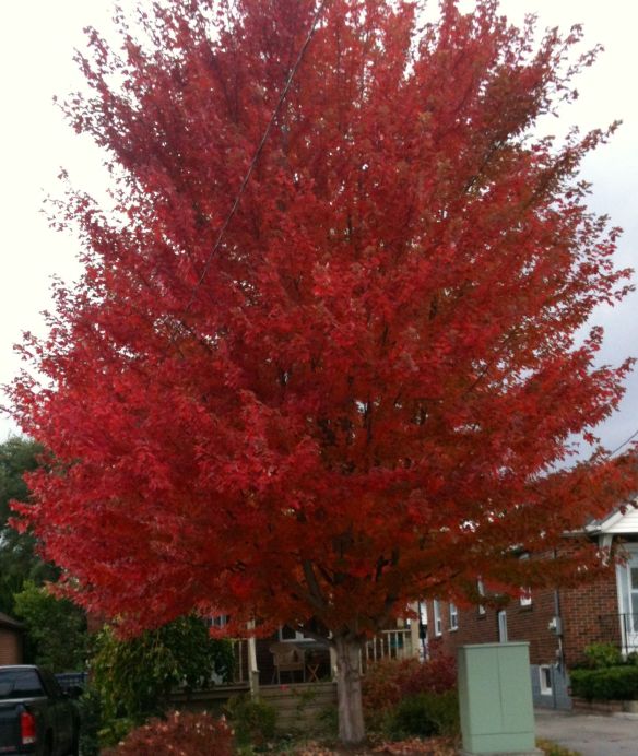 red tree #2