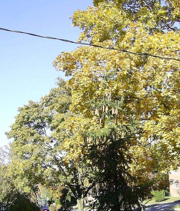 SAMSUNG DIGITAL CAMERA