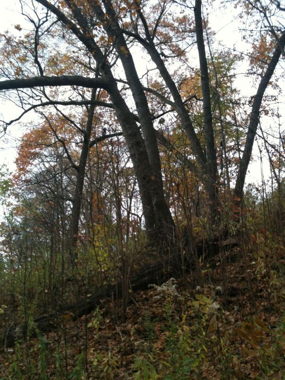 Nov woods hillside