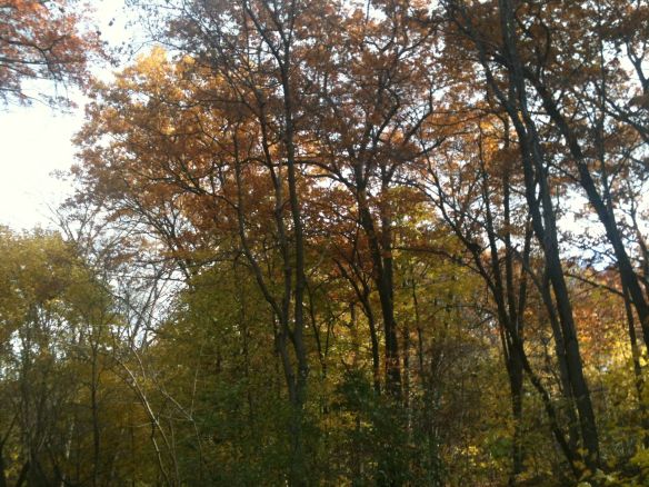 Nov woods maples
