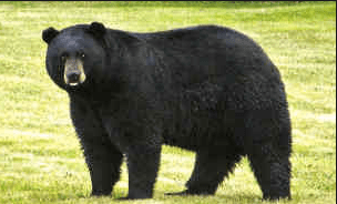 wildanimalfightclub.com