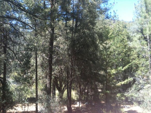 trees outside window