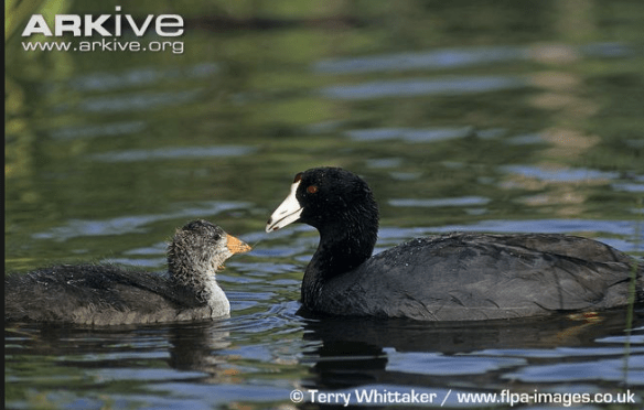 American Coot