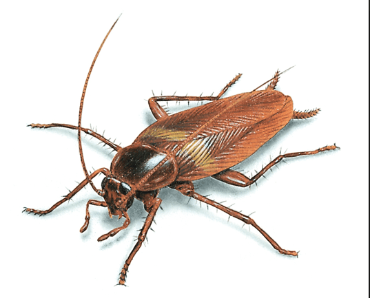 cockroach