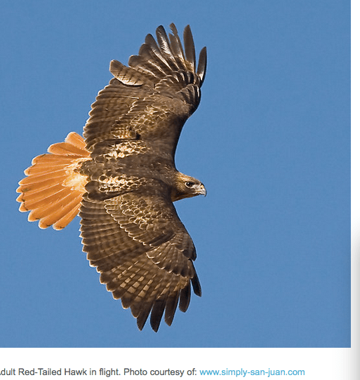 red tailed hawk